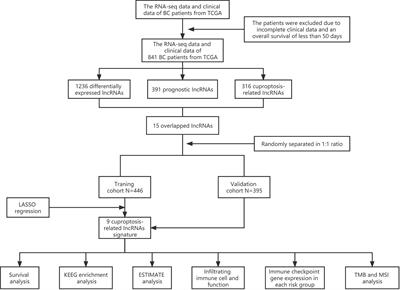 Comprehensive analysis of cuproptosis-related long non-coding RNA signature and personalized therapeutic strategy of breast cancer patients